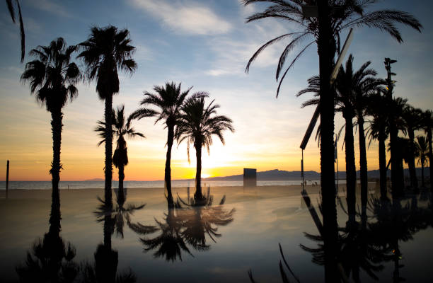 Reflection of palm trees Reflections of palm trees in Cambrils cambrils stock pictures, royalty-free photos & images