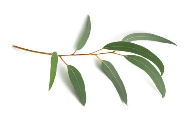 Eucalyptus branch   isolated on white background