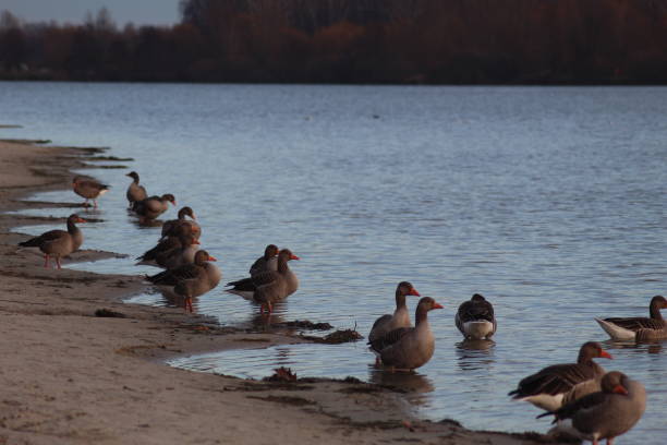 istock birds have a rest on the autumn river 1090999278