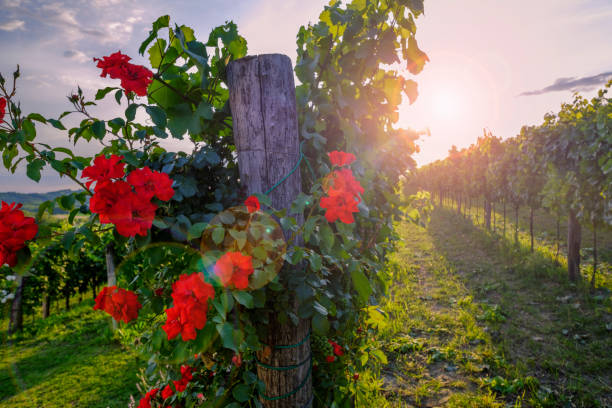 Red roses and vineyard in Vipava valley, Slovenia. Sunset shot with lens flare Red roses and vineyard in Vipava valley, Slovenia. Sunset shot with lens flare rose valley stock pictures, royalty-free photos & images