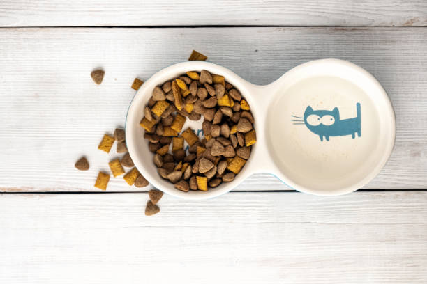 istock dry pet food in bowl on white background top view 1091001842