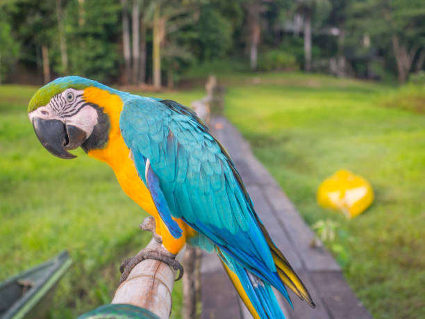 istock Beautiful, blue and yellow parrot 1091002320