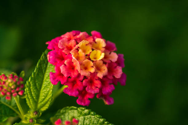beautiful colorfull flower  macro close up photography nature background
