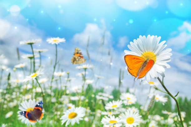 istock Landscape with butterflies on wildflowers daisies. 1091006204