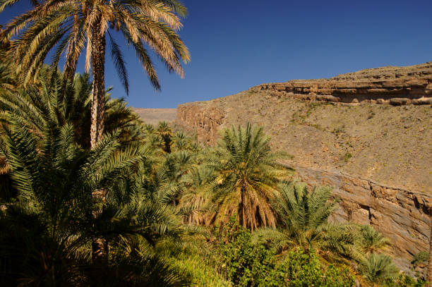 istock Palms in a mountain oasis. Jabal al Akhdar. Oman 1091006534