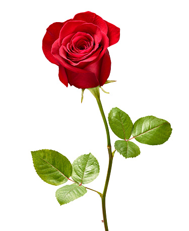 naturaleza flor roja de pétalos color de rosa de flor fondo hermoso photo