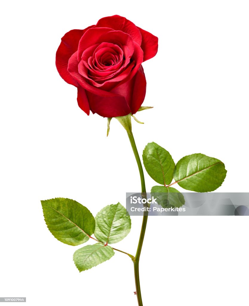 Photo libre de droit de Fleur Rose Nature De Pétale De Fleur Rouge Beau  Fond banque d'images et plus d'images libres de droit de Rose - Fleur -  iStock