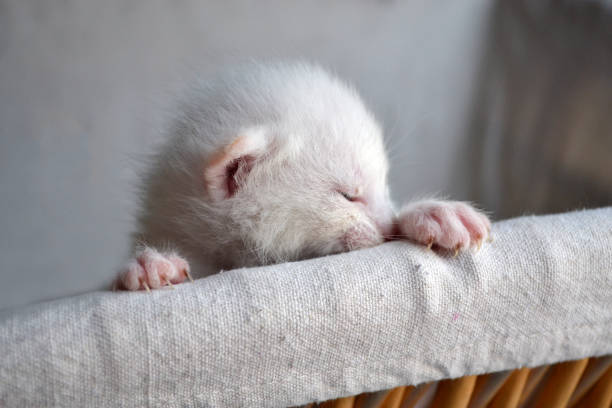 Cute white kitten sleepy face in a basket stock photo