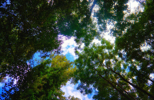 istock Treetops in the sky. Blue sky in the background. 1091014480