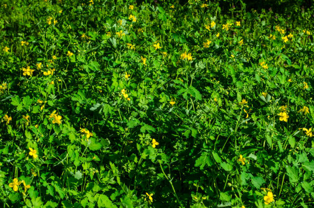 istock Celandine blossoming in park 1091019942