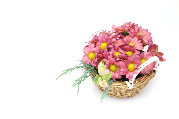 testa di fiore di crisantemo nel cesto - hanging flower basket isolated foto e immagini stock