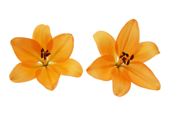 istock flower head of lily in a white background 1091021366