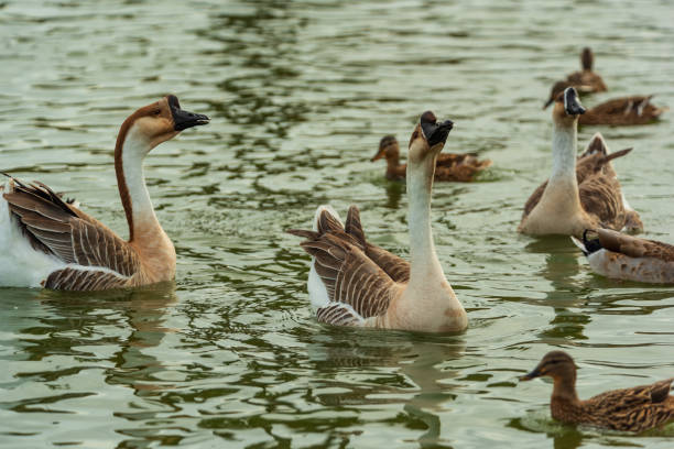 istock goose in a garden 1091023094