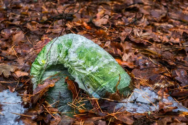 Photo of old diapers thrown into the autumn forest