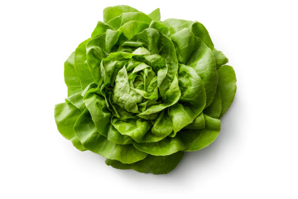 warzywa: szelki sałata wyizolowana na białym tle - bibb lettuce zdjęcia i obrazy z banku zdjęć