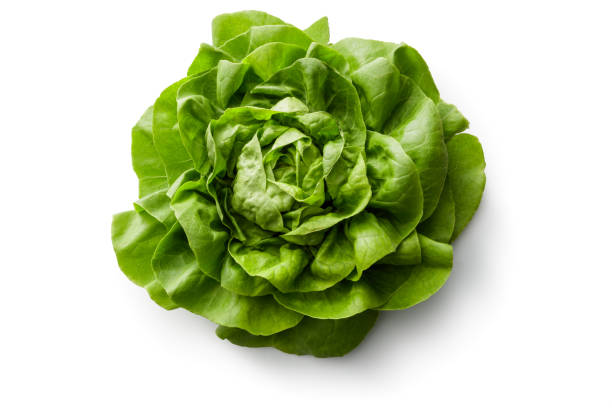 vegetables: bib lettuce isolated on white background - bibb lettuce imagens e fotografias de stock