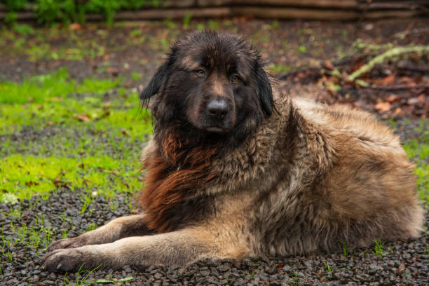 istock Serra da Estrela Portuguese dog 1091025736