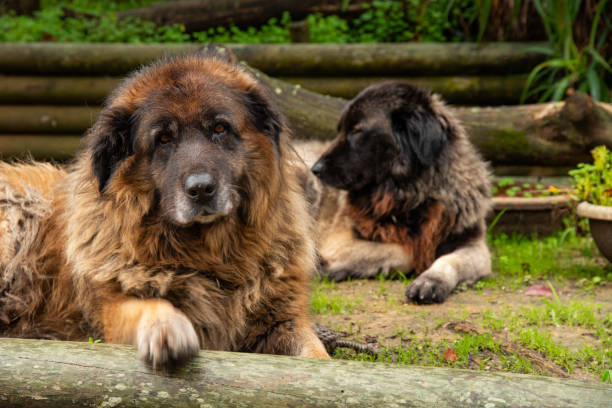 istock Serra da Estrela Portuguese dog 1091026816