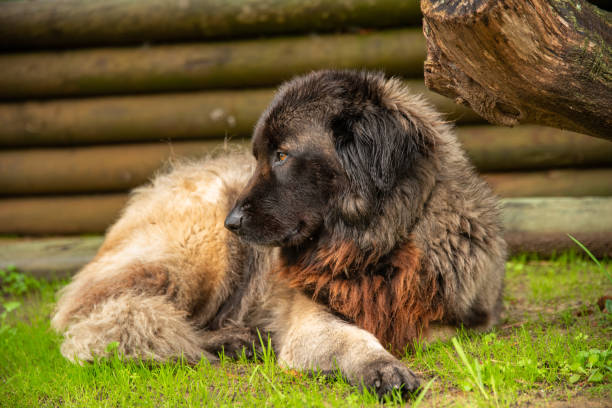 istock Serra da Estrela Portuguese dog 1091027004