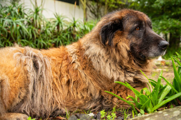 istock Serra da Estrela Portuguese dog 1091027052