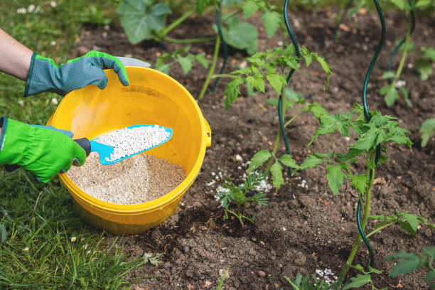 istock Farmer giving granulated fertilizer to young tomato plants. 1091027658