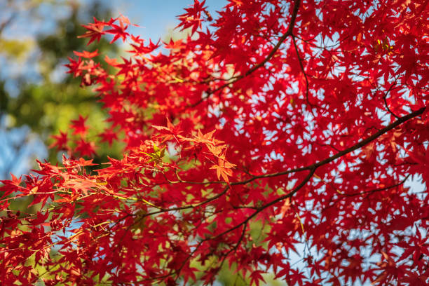 roter japanischer ahornblätter im herbst, kyoto, japan - autumn japanese maple maple tree selective focus stock-fotos und bilder