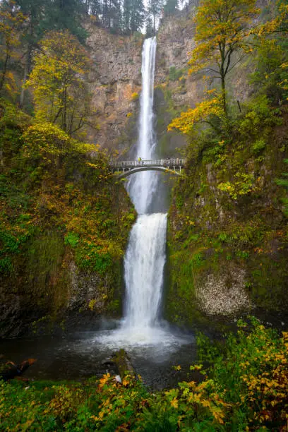 Multnomah falls waterfall in the columbia river gorge in the pacific northwest Oregon state near Portland, OR. Portland destination to see waterfall tourist attraction destination Panther creek falls in Washington landscape photography captured after hiking to the waterfall. People stand on arch bridge to take pictures of waterfall. Fall color at Multnomah fall with green and yellow color leaves and foliage.