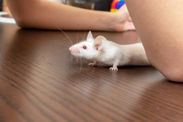 istock Child playing with pretty cute little white laboratory mouse 1091033070