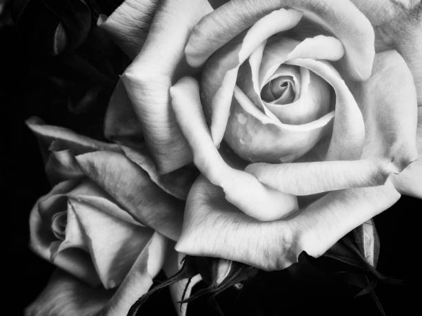 istock Two soft dark shadowed monochrome roses on a black background with raindrops 1091034148