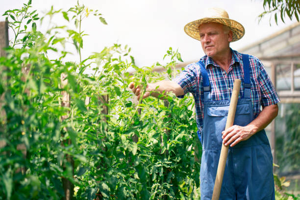 istock Farmer in organic garden 1091038392