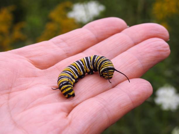 istock Monarch Butterfly Caterpillar on human hand 1091038658