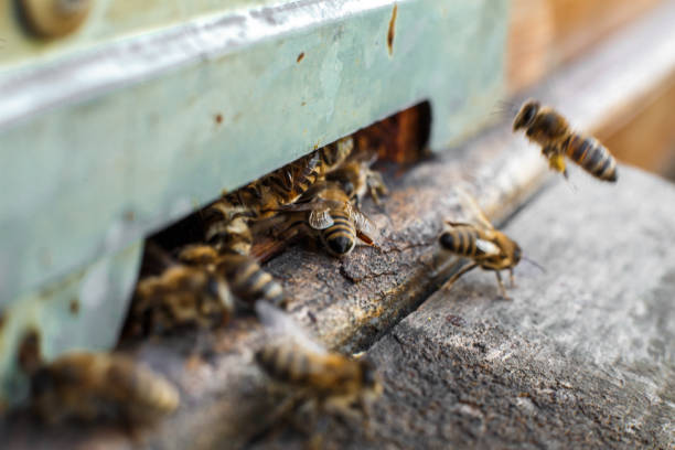 istock Closeup bee portrait on honeycomb in beehive. Apiculture concept 1091040168