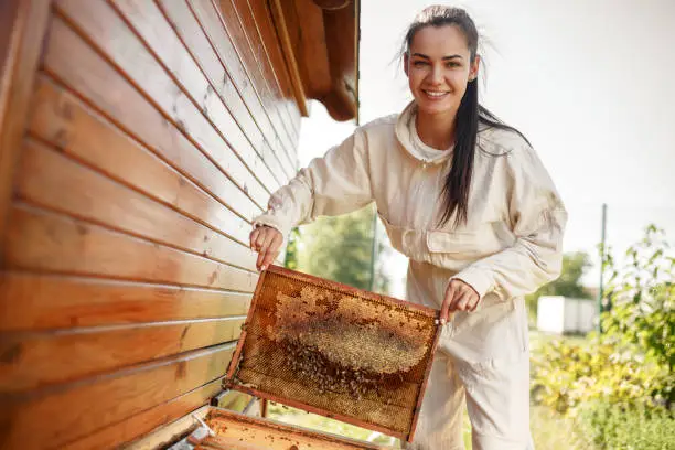 Young female beekeeper pulls out from the hive a wooden frame with honeycomb. Collect honey. Beekeeping concept.