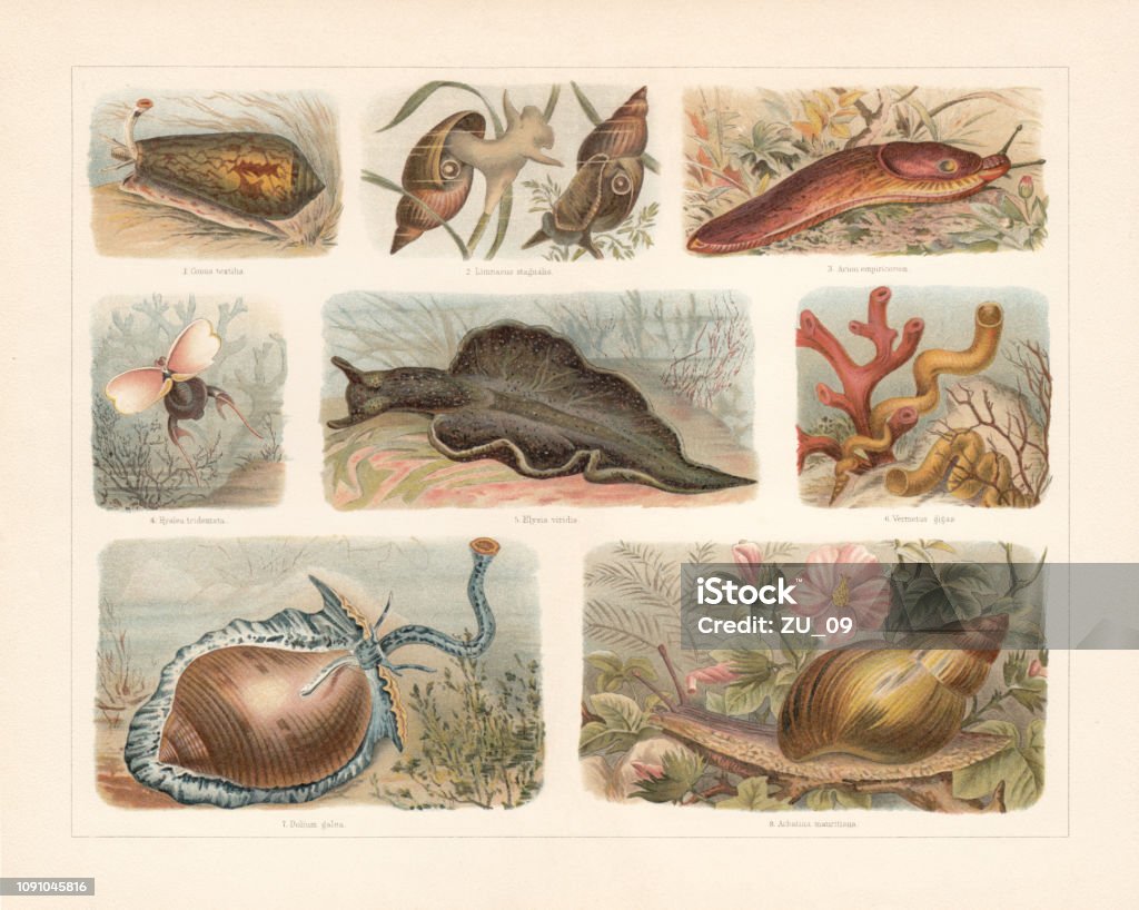 Cavoline Shell Snails Chromolithograph Published In 1897 Stock Illustration - Download ...