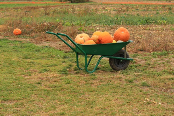 istock A wheelbarrow full of Pumpkins 1091046872