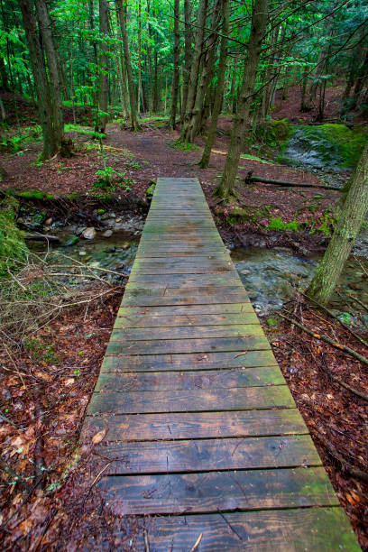 istock Mossy wood plank bridge over a forest stream 1091049688
