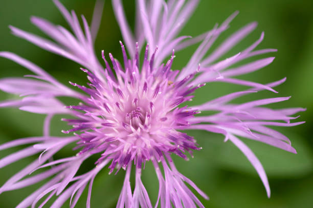 istock Spotted Knapweed (Centaurea maculosa) close up with bark and grass 1091049704
