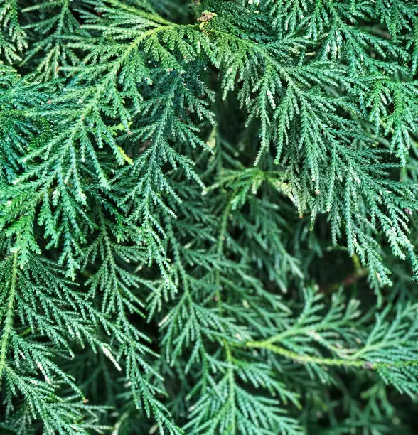 Photo of Thujopsis dolabrata, close up.