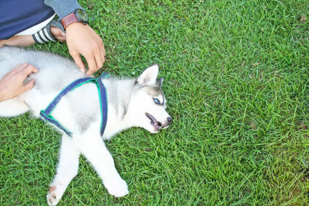 istock Siberian Husky lying on the grass with happy face in the evening 1091059286