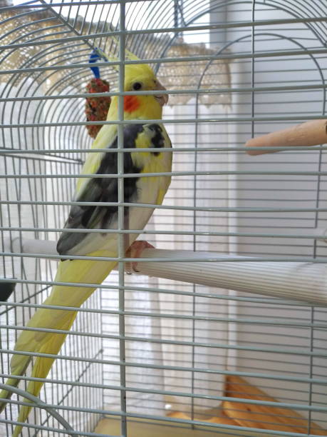 istock bird - parrot in a cage, yellow with red dot 1091063878