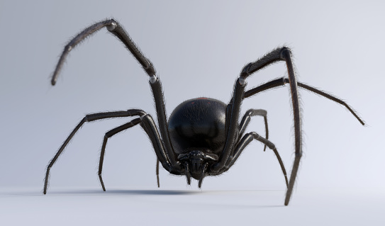 Macro photo of a Eratigena atrica also known as Giant house spider.