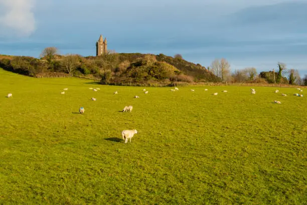 Photo of Sheep grazing in a sunny grassy field underneath Scrabo Tower on near Newtonards on the Ards Peninsula, County Down, Northern Ireland