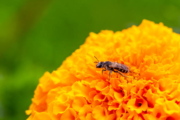 istock A bee on an African marigold flower 1091066402