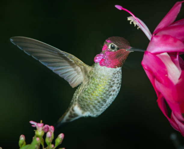 istock Male hummingbird with reflective feather 1091069394