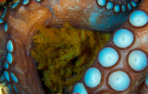 istock A young pulpy remains hidden inside her den to look after the eggs 1091072994