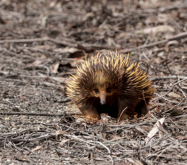 Echidna Sometimes Known as Spiny Anteater Found in the wild the Echidna covered in coarse hair and spines. Their diet consists mainly of ants and termites. echidna stock pictures, royalty-free photos & images