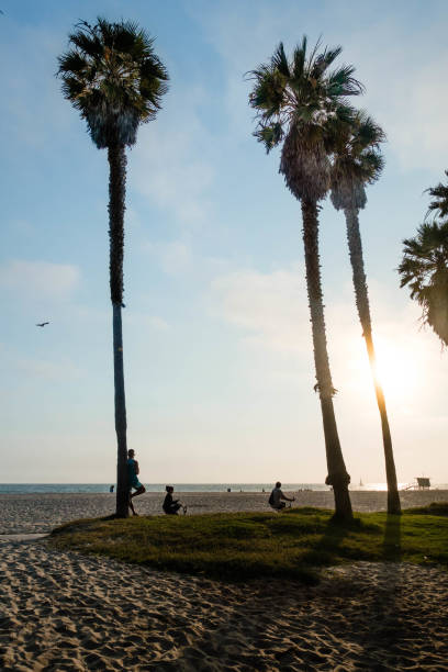 istock Man watching sunset amongst palm trees on Santa Monica beach 1091074792