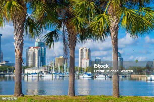 Palm Trees In Florida Stock Photo - Download Image Now - Florida - US State, Tampa, St. Petersburg - Florida