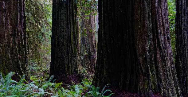 norte de california antigua arboleda - rainforest redwood sequoia footpath fotografías e imágenes de stock