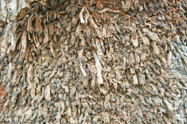 istock The roots of old coconut tree 1091079790
